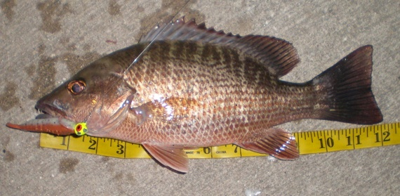 Mangrove - The Other Snapper!