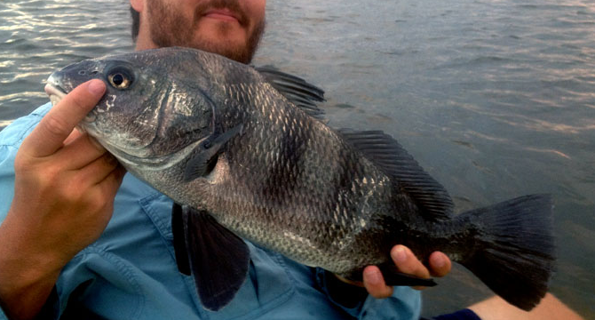 Circle or J-hook? For sheepshead, as usual, it depends on whom you ask