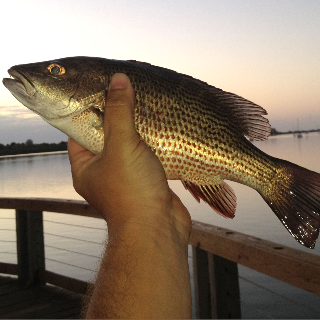 Fishing for Inshore Mangrove Snapper Fishing from Florida Shores