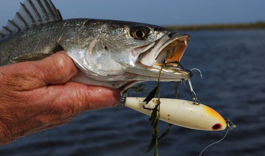 Mastering Top Water Tactics: A Guide to Landing More Fish