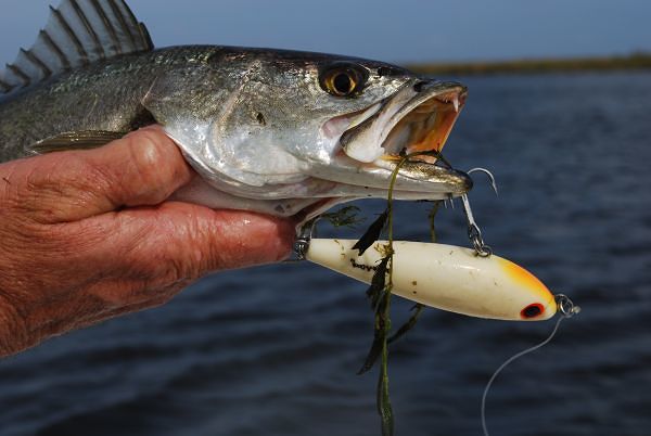 How to Catch Speckled Sea Trout
