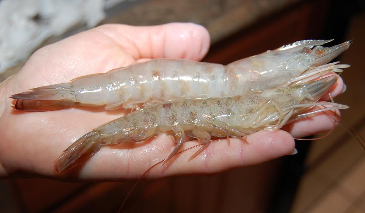 Rigging Gulp Shrimp Different Ways To Catch Fish In Florida