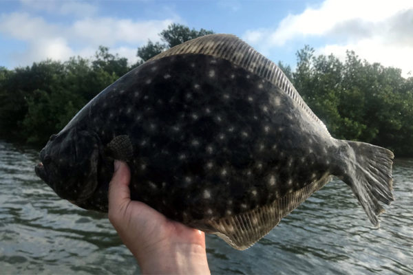 New Flounder Rules in Florida