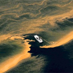 Gulf Oil Spill and Fishing