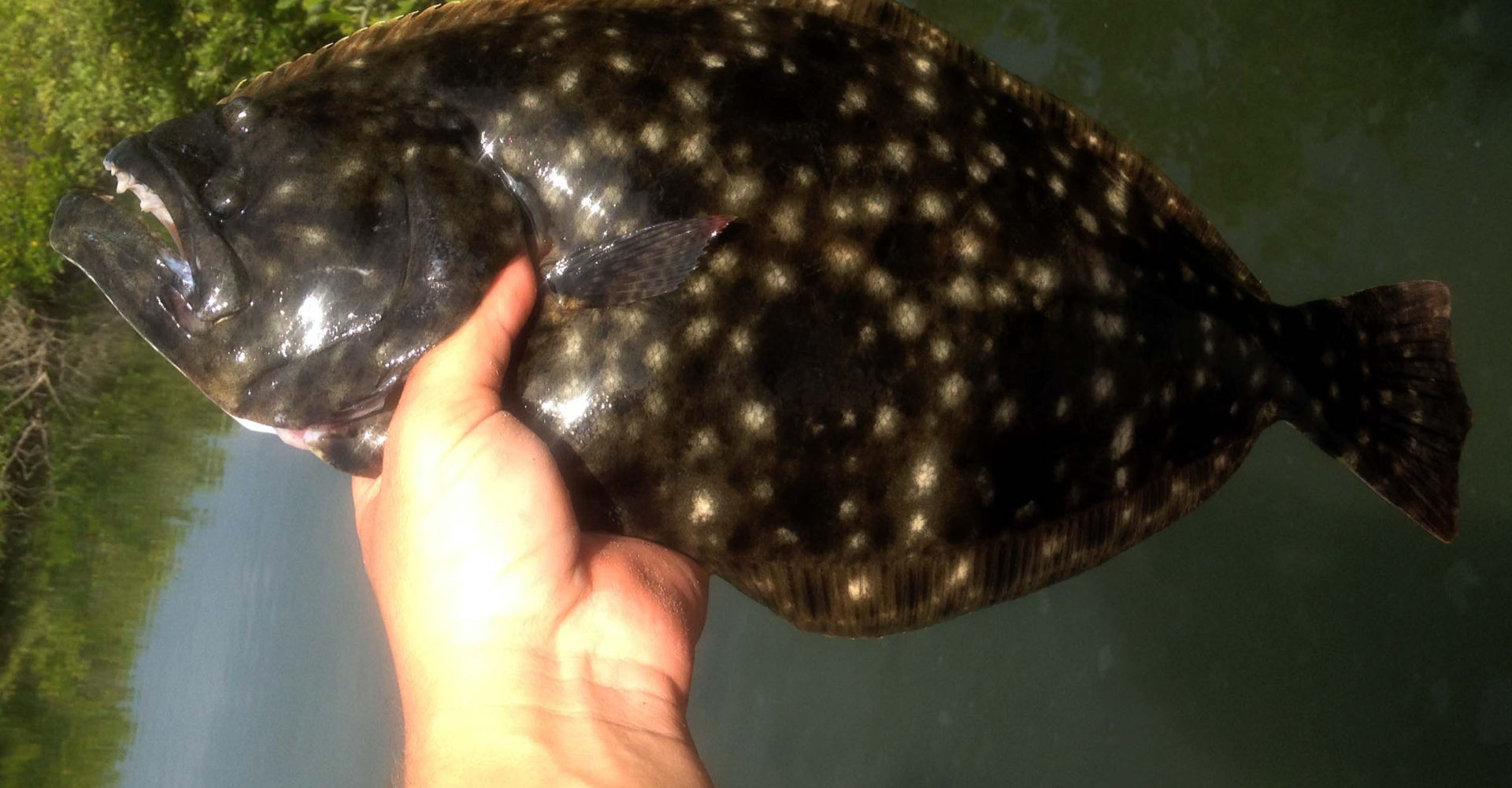 flounders are flat bodyed fish. would they adapted to live in rhe headwaters of a river
