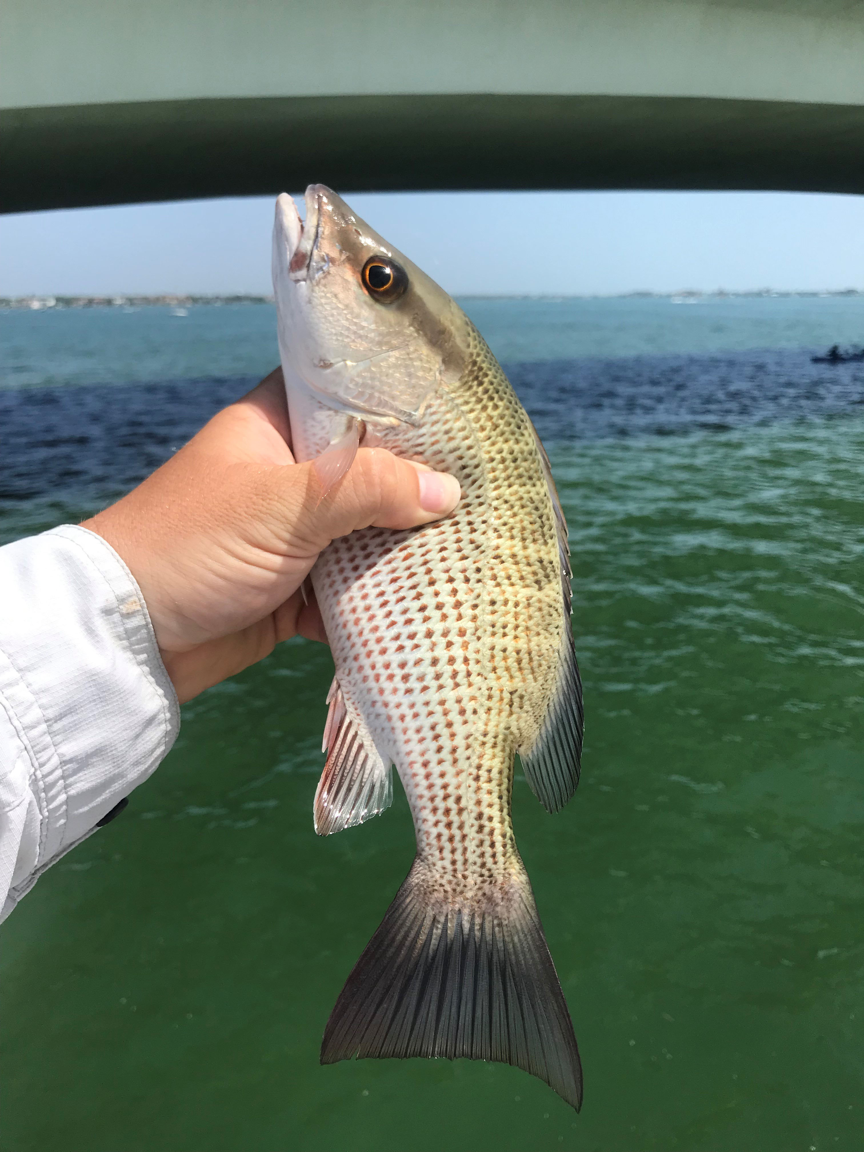 Mangrove Snapper A Definitive Guide Fishing From Florida Shores