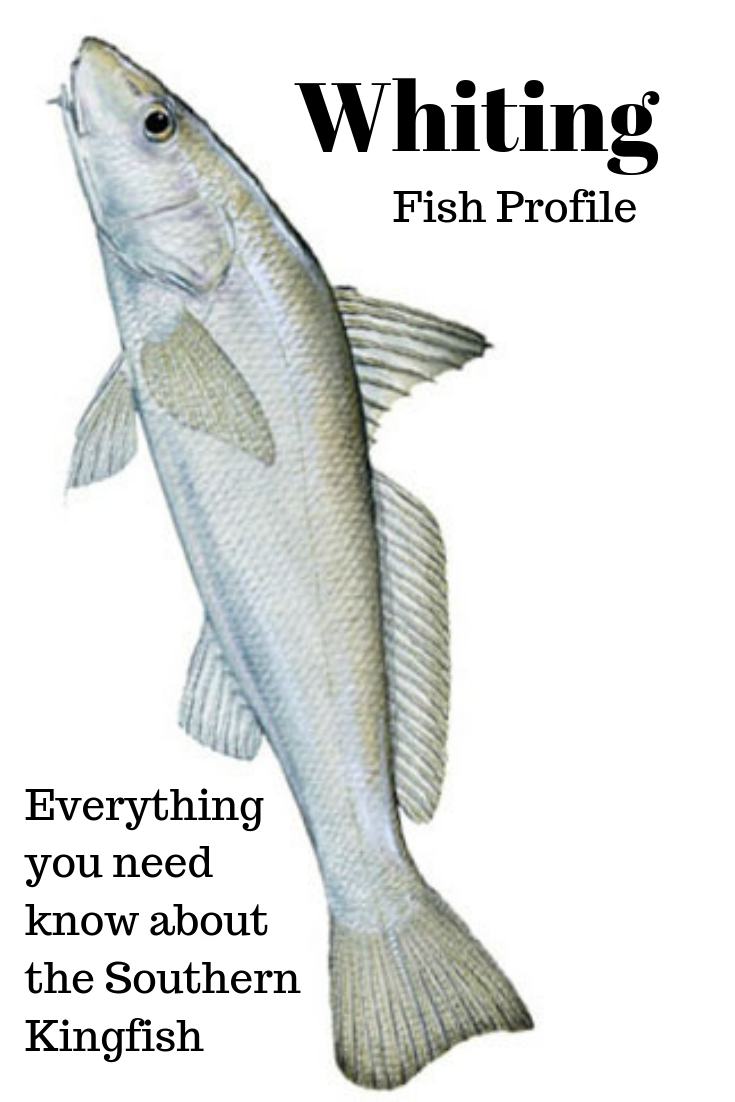 Whiting Fish All You Need To Know About Whiting Fishing From 